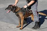 ARRESTATION POLICE 043